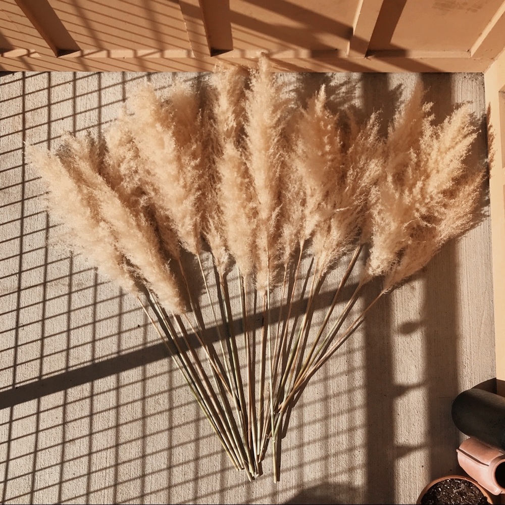 Pampas Grass - Any Interest?? Let me know!!! - Picture 3 of 5